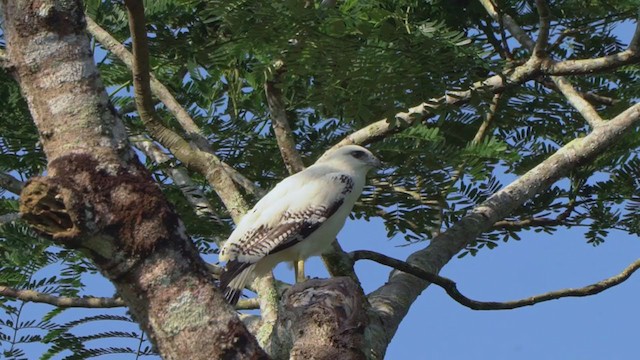 White Hawk - ML199085531