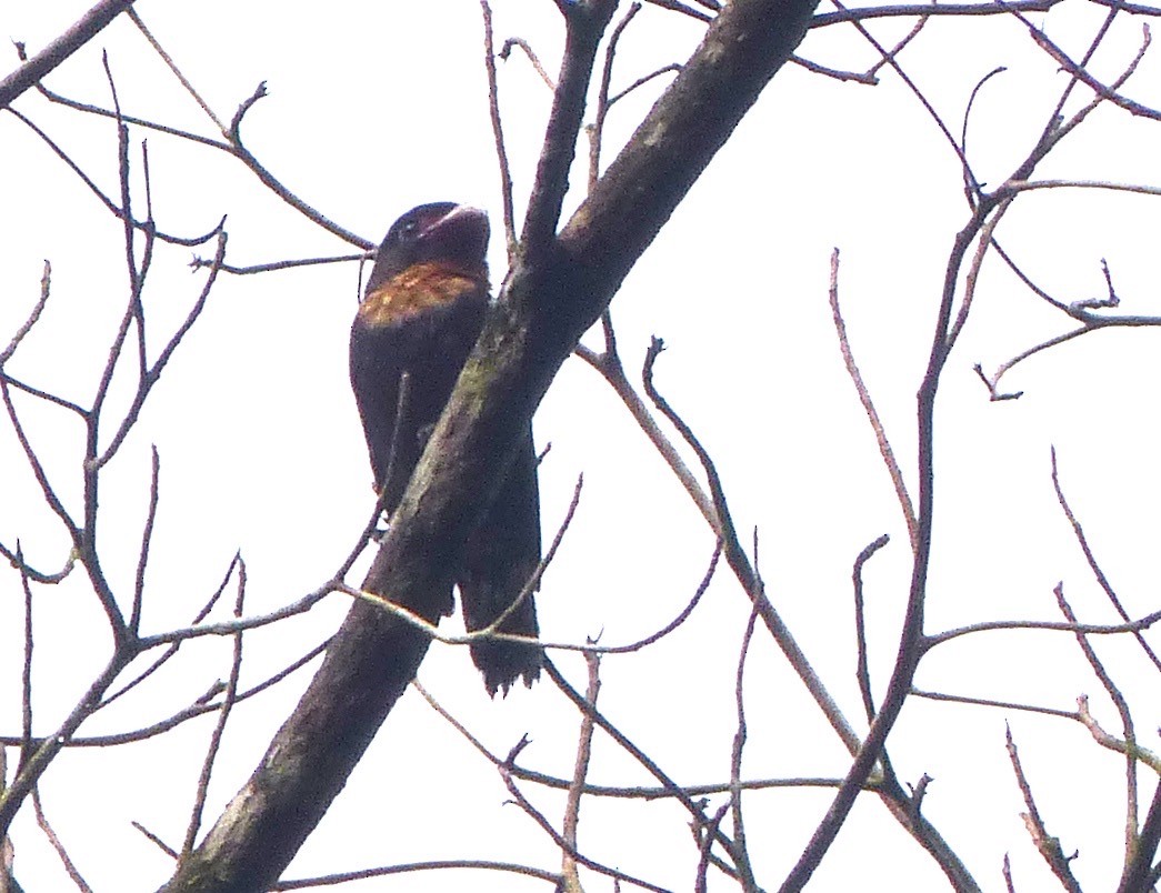 Dusky Broadbill - ML199086271