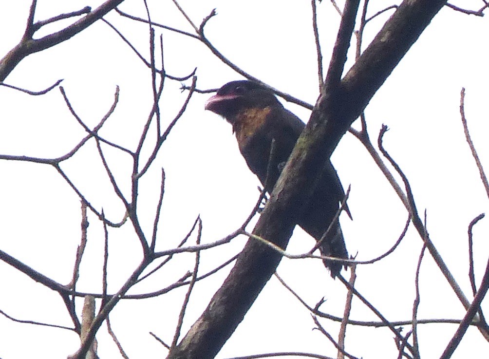 Dusky Broadbill - ML199086301