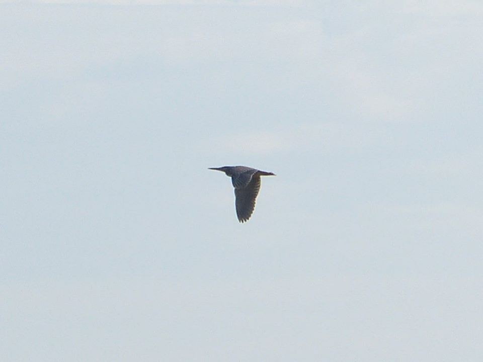 Striated Heron - Ariunbaatar Barkhasbaatar