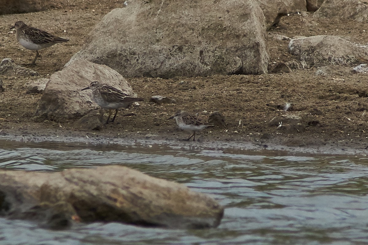 Long-toed Stint - ML199089351