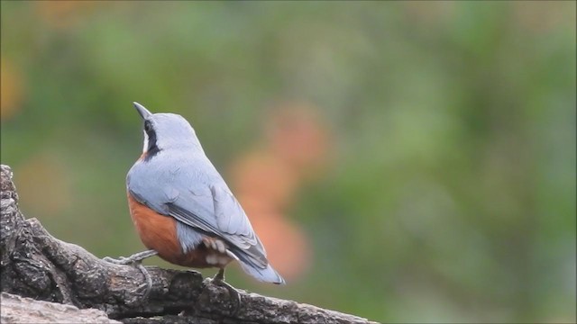 Chestnut-bellied Nuthatch - ML199089971