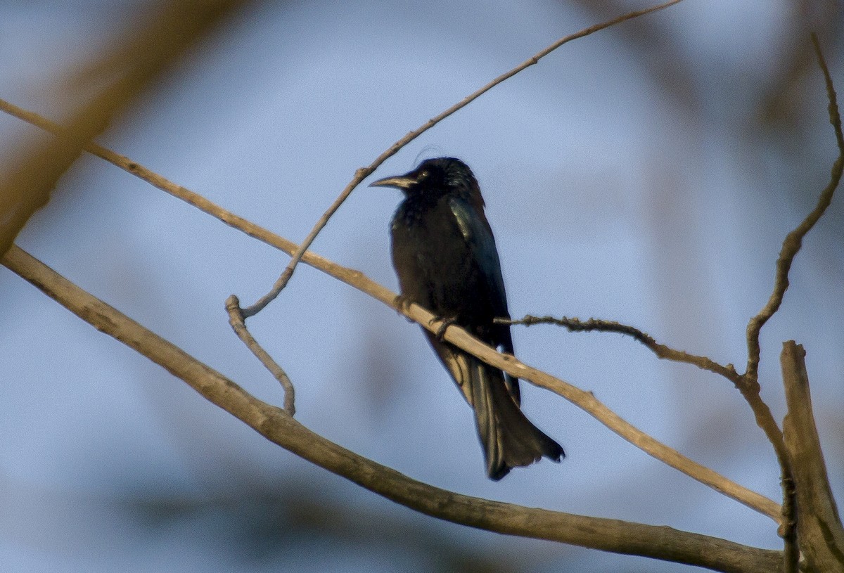 Hair-crested Drongo - ML199090021