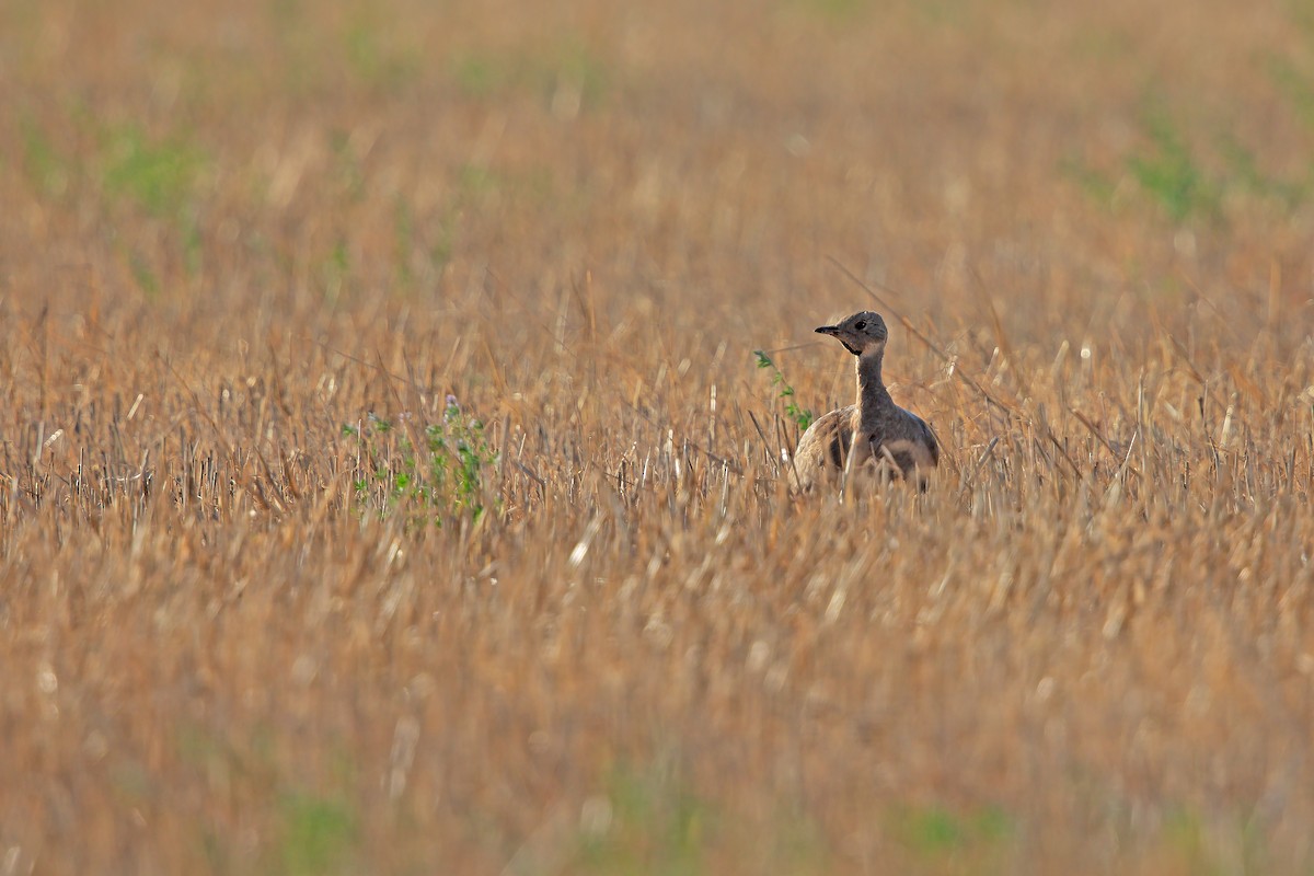 Karoo Bustard - Marco Valentini