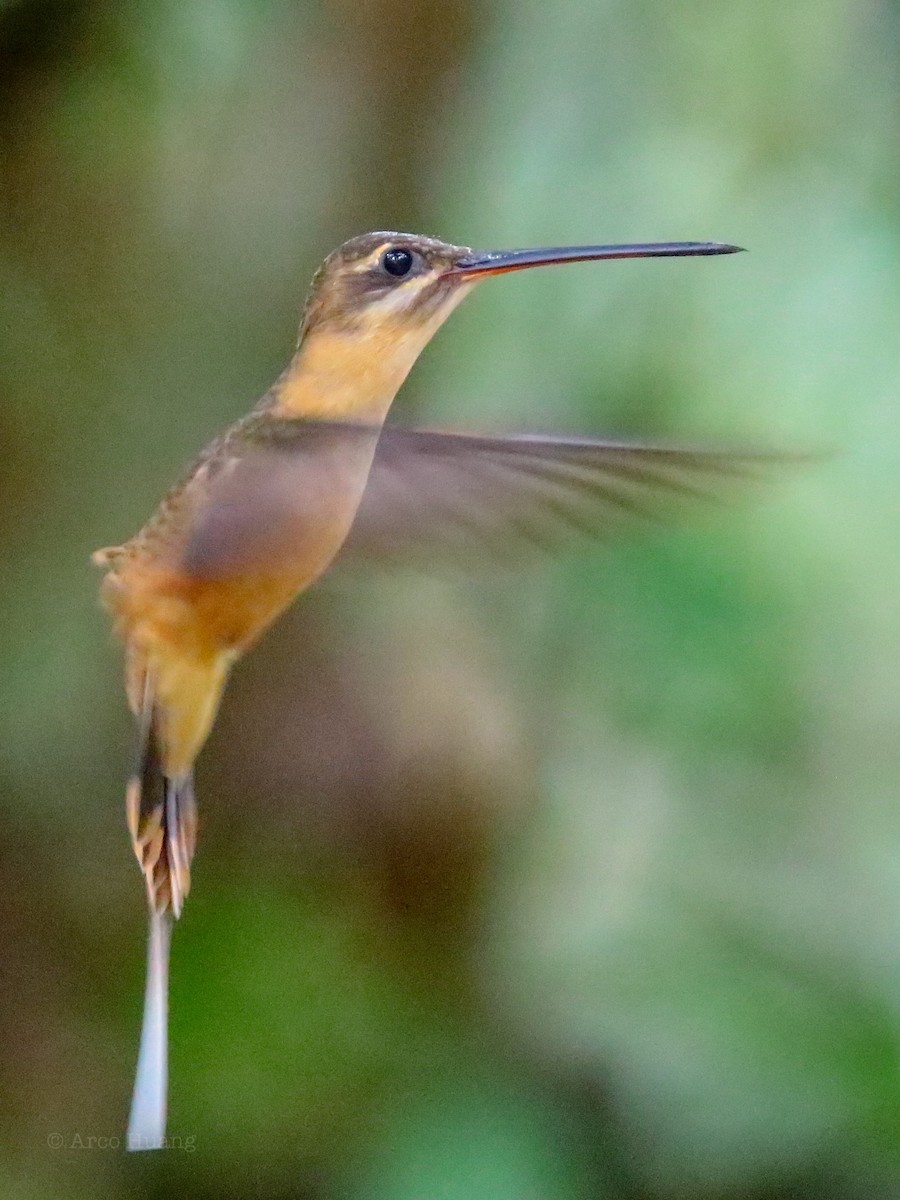 Koepckeschattenkolibri - ML199094081