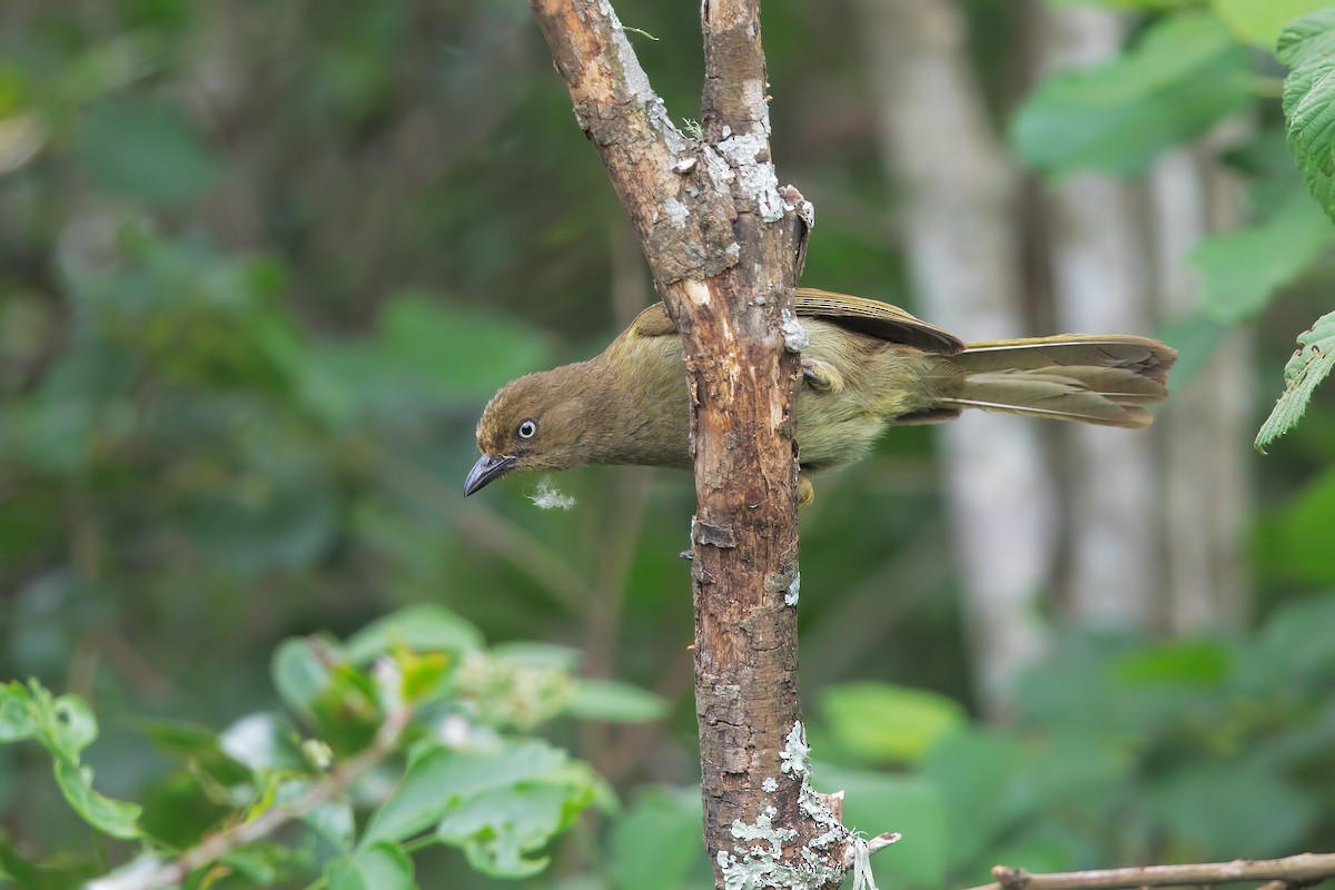 Sombre Greenbul - Marco Valentini