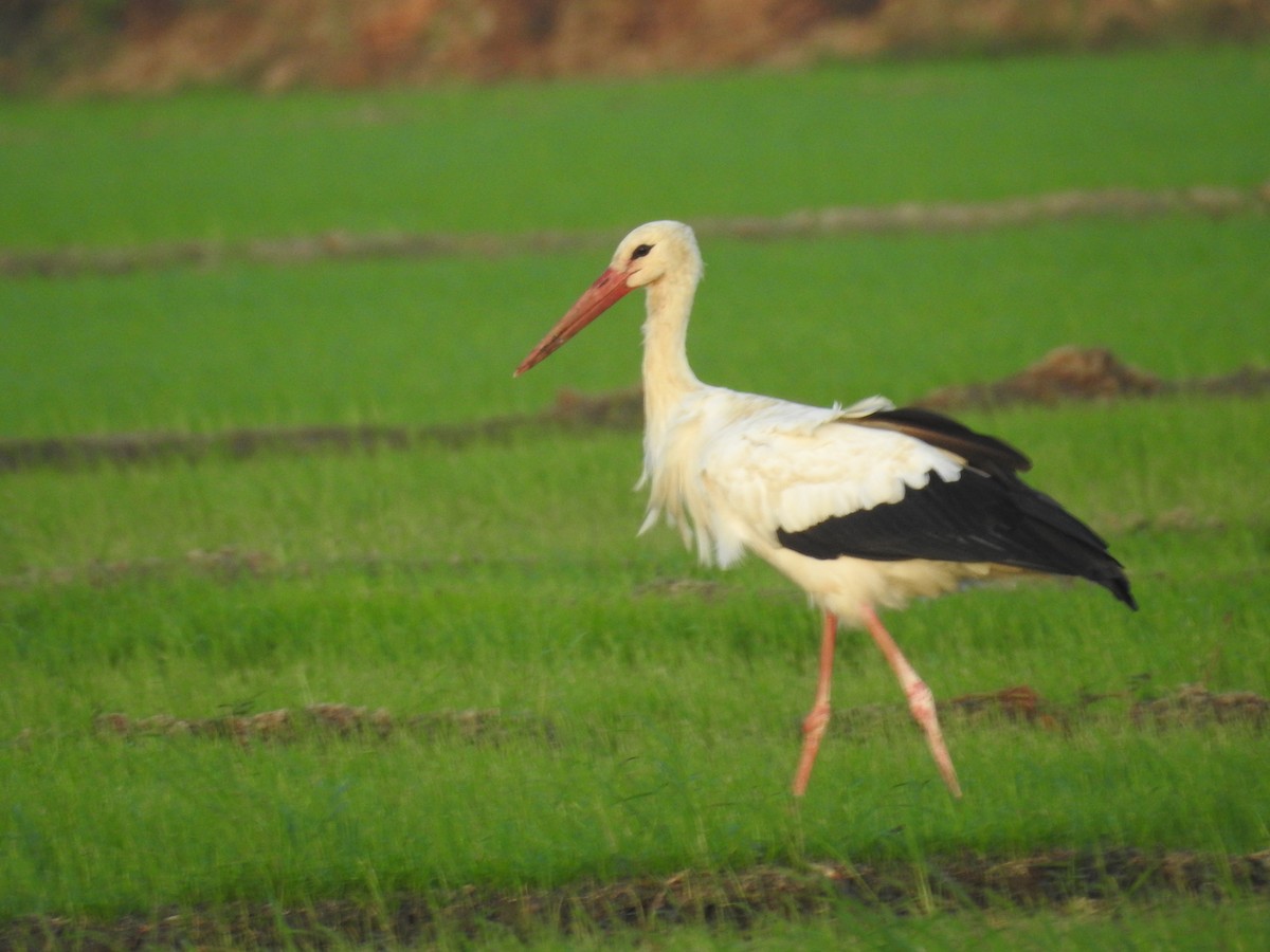 White Stork - Induchoodan A Sreedharan