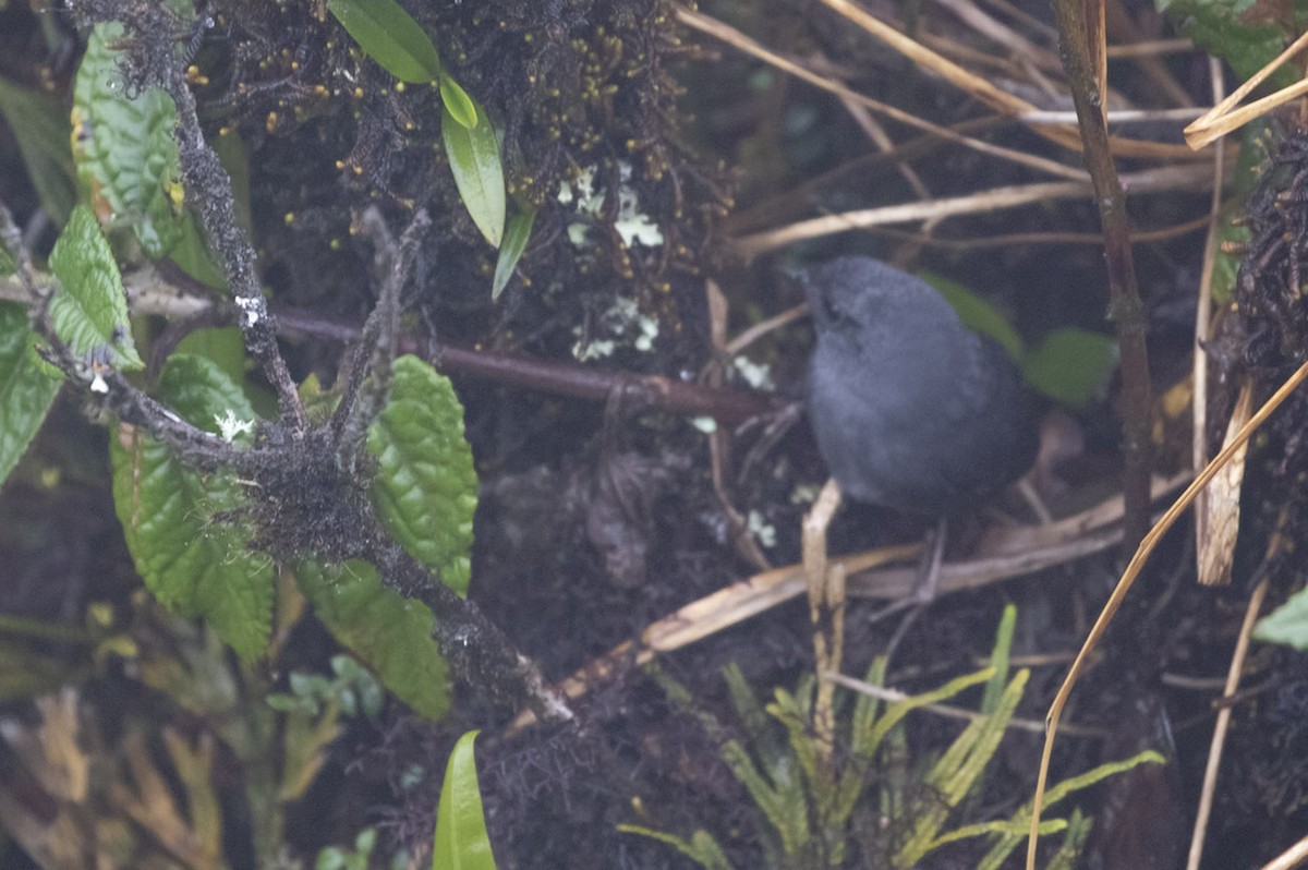 Loja Tapaculo - ML199095421