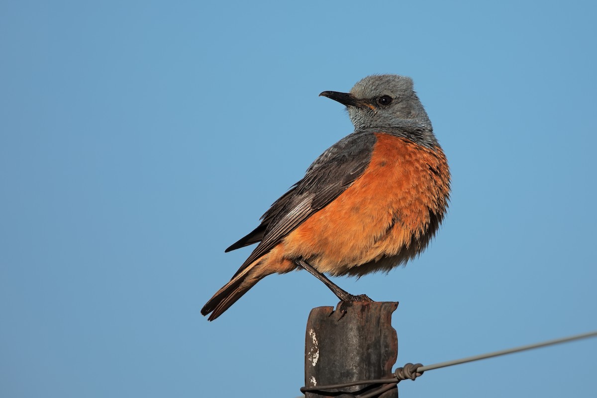 Sentinel Rock-Thrush - ML199095781