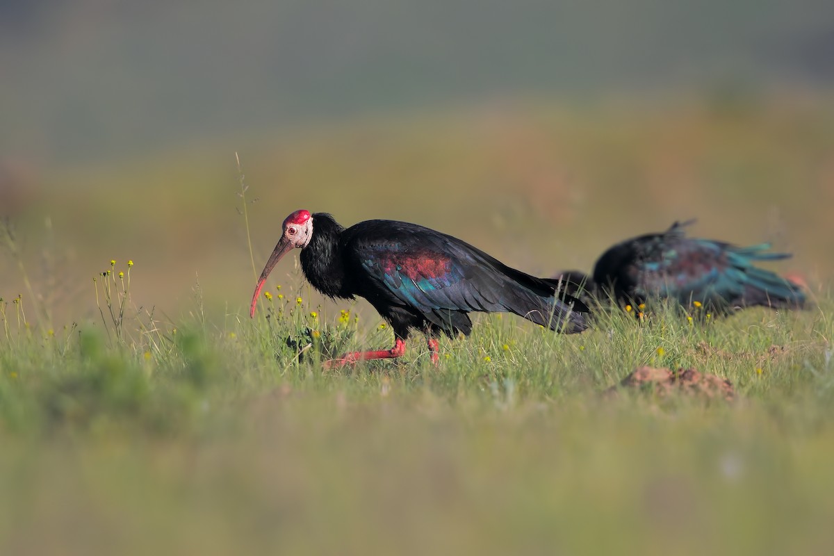 ibis jihoafrický - ML199095801