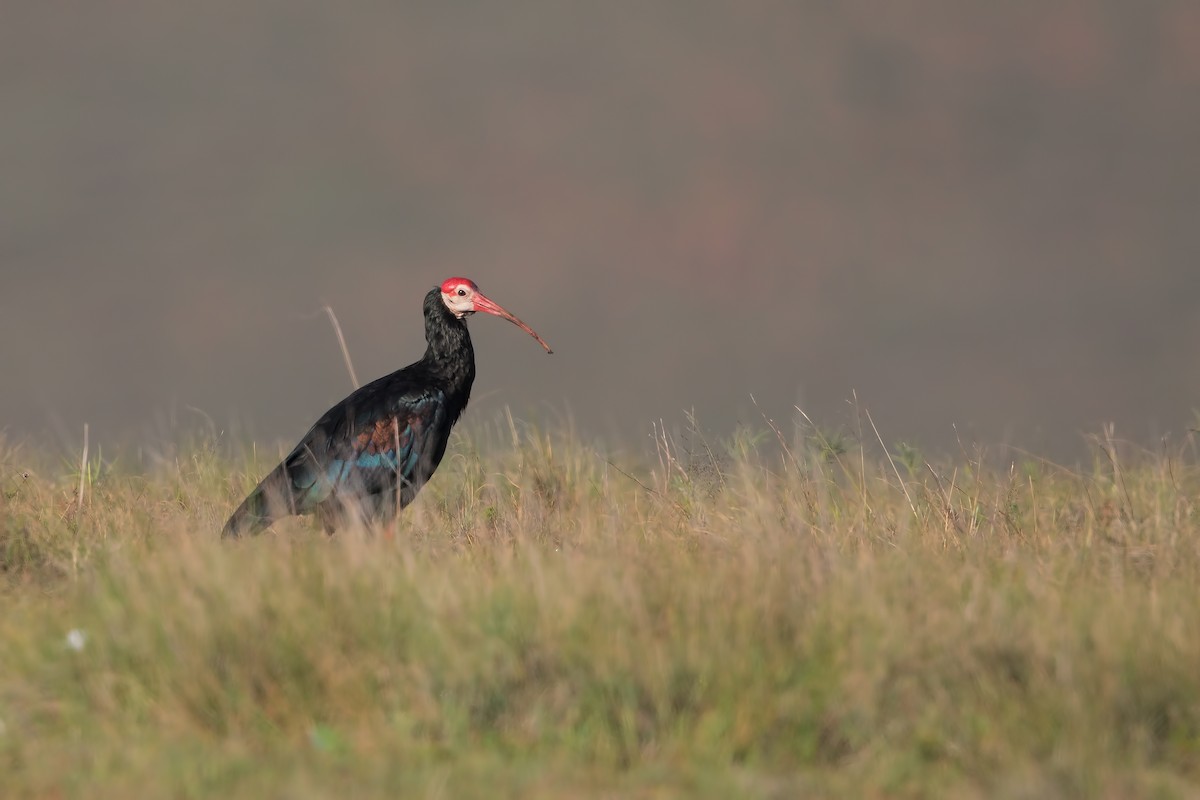 Southern Bald Ibis - Marco Valentini