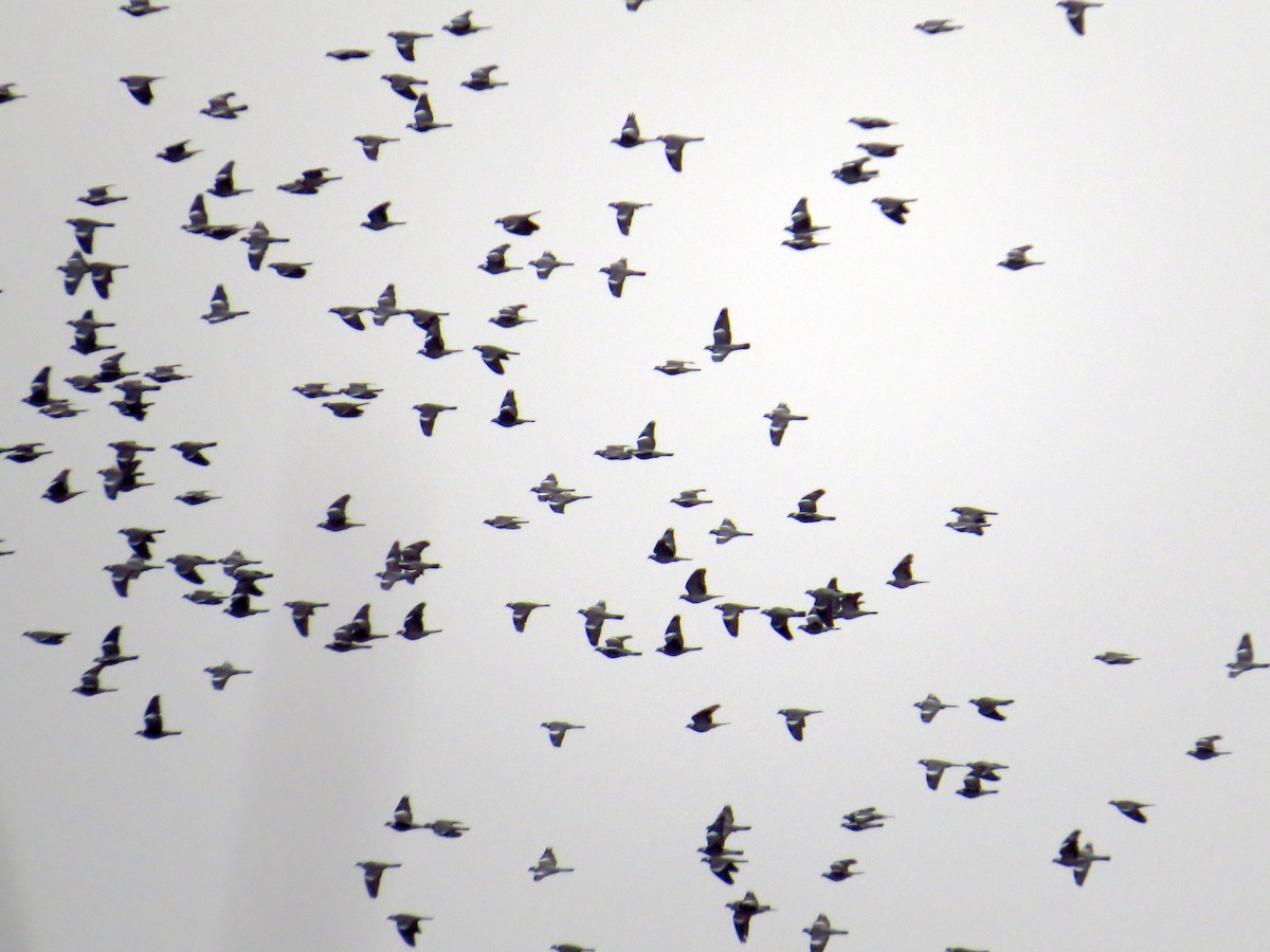 Common Wood-Pigeon - ML199096851