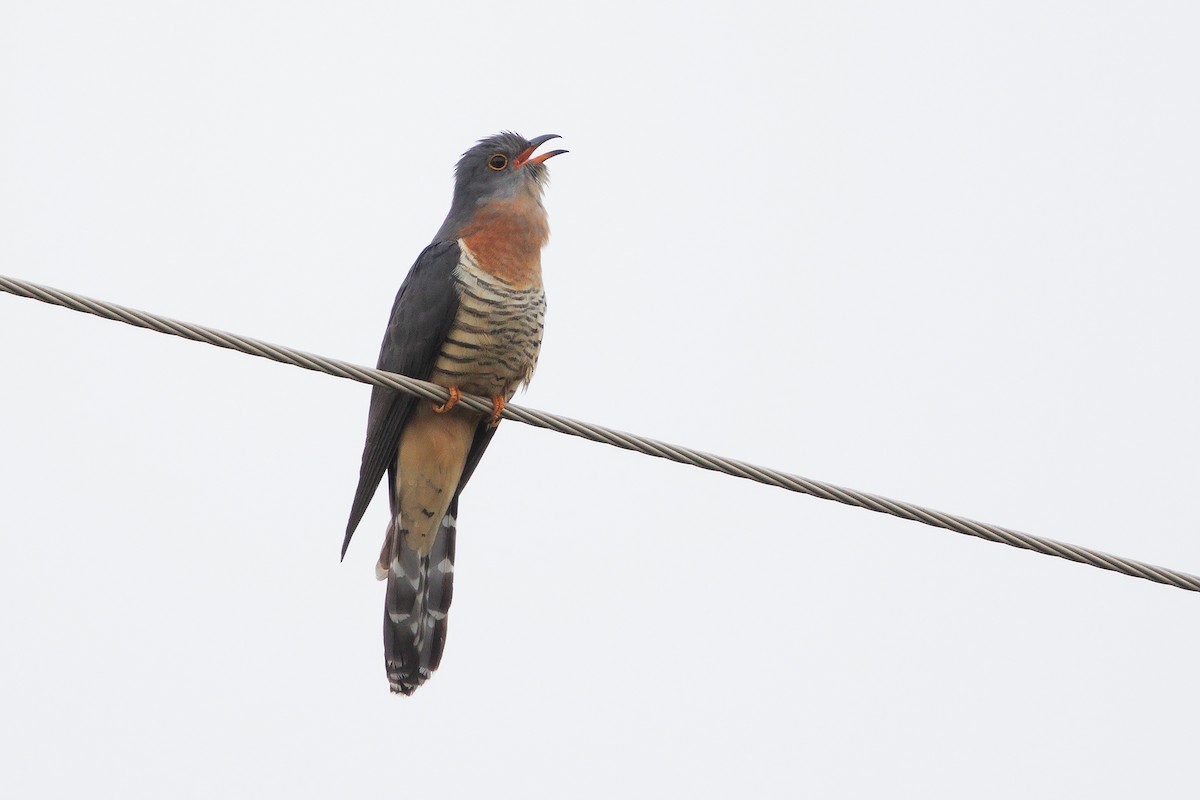 Red-chested Cuckoo - Marco Valentini