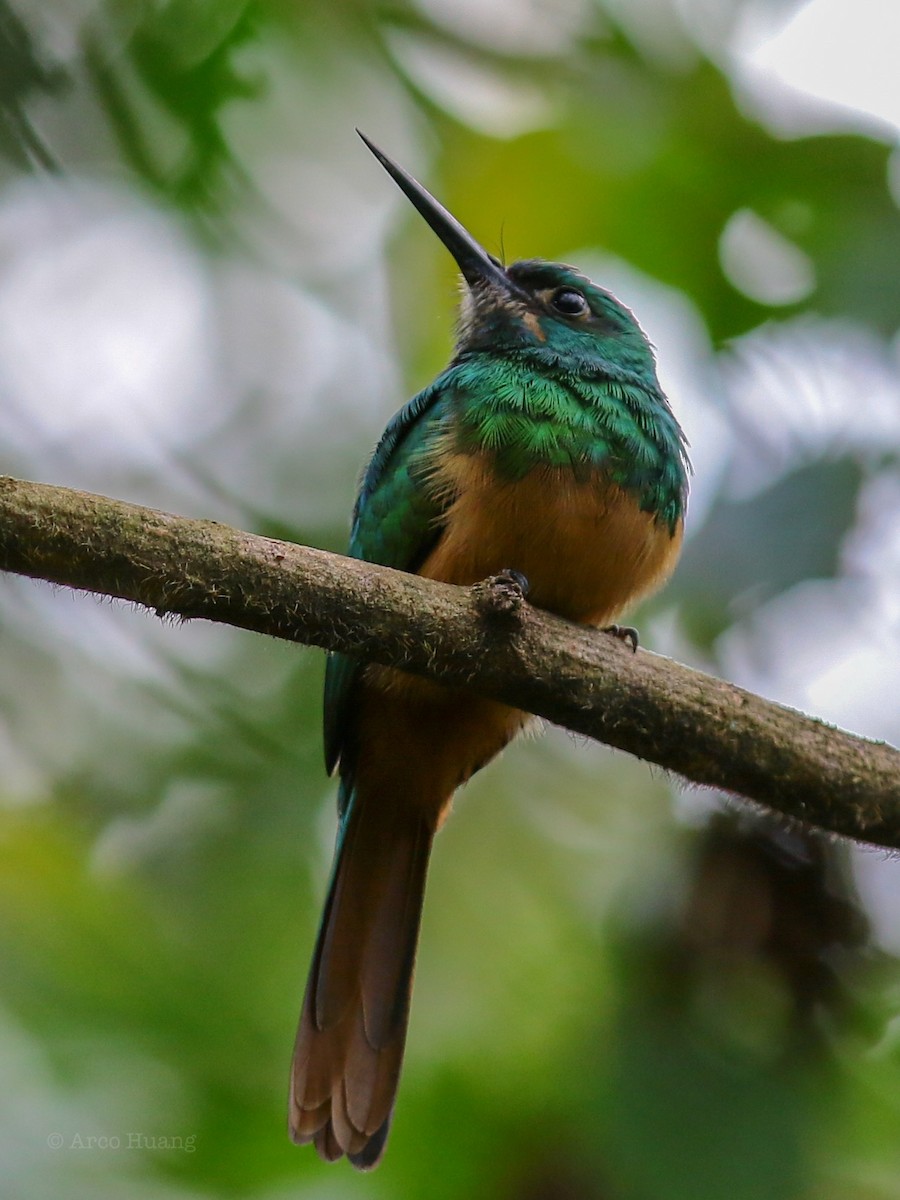 Bluish-fronted Jacamar - ML199098621