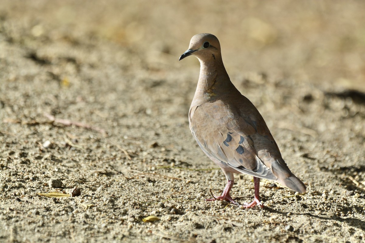 Eared Dove - Anonymous