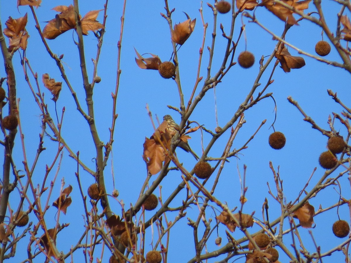 Eurasian Linnet - ML199099111
