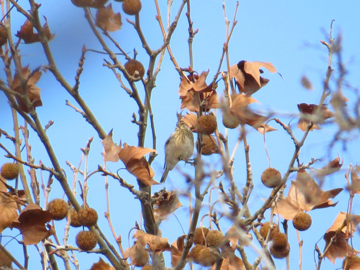 Eurasian Linnet - ML199099121