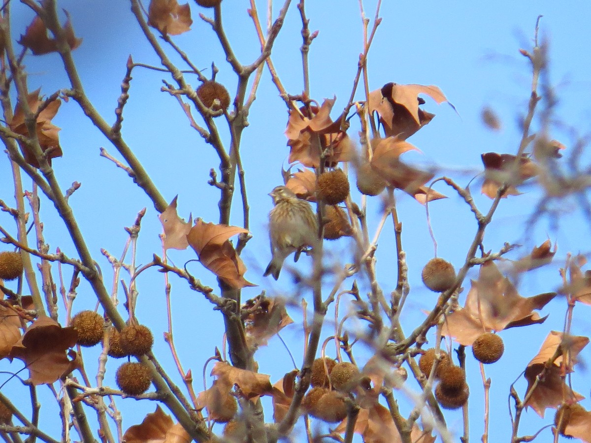Eurasian Linnet - ML199099131