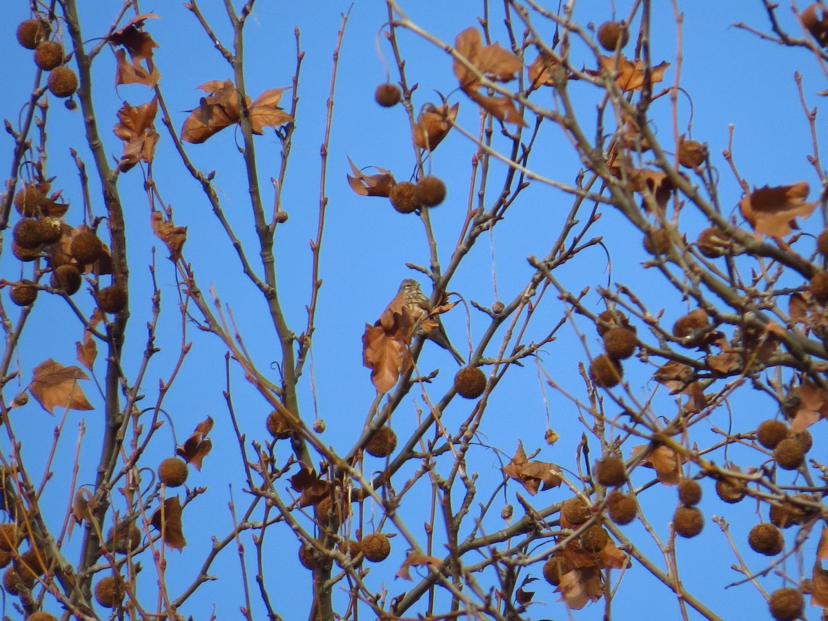 Eurasian Linnet - ML199099191