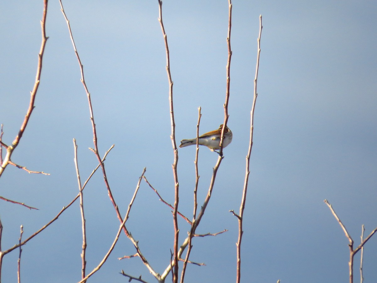 Reed Bunting - ML199099201