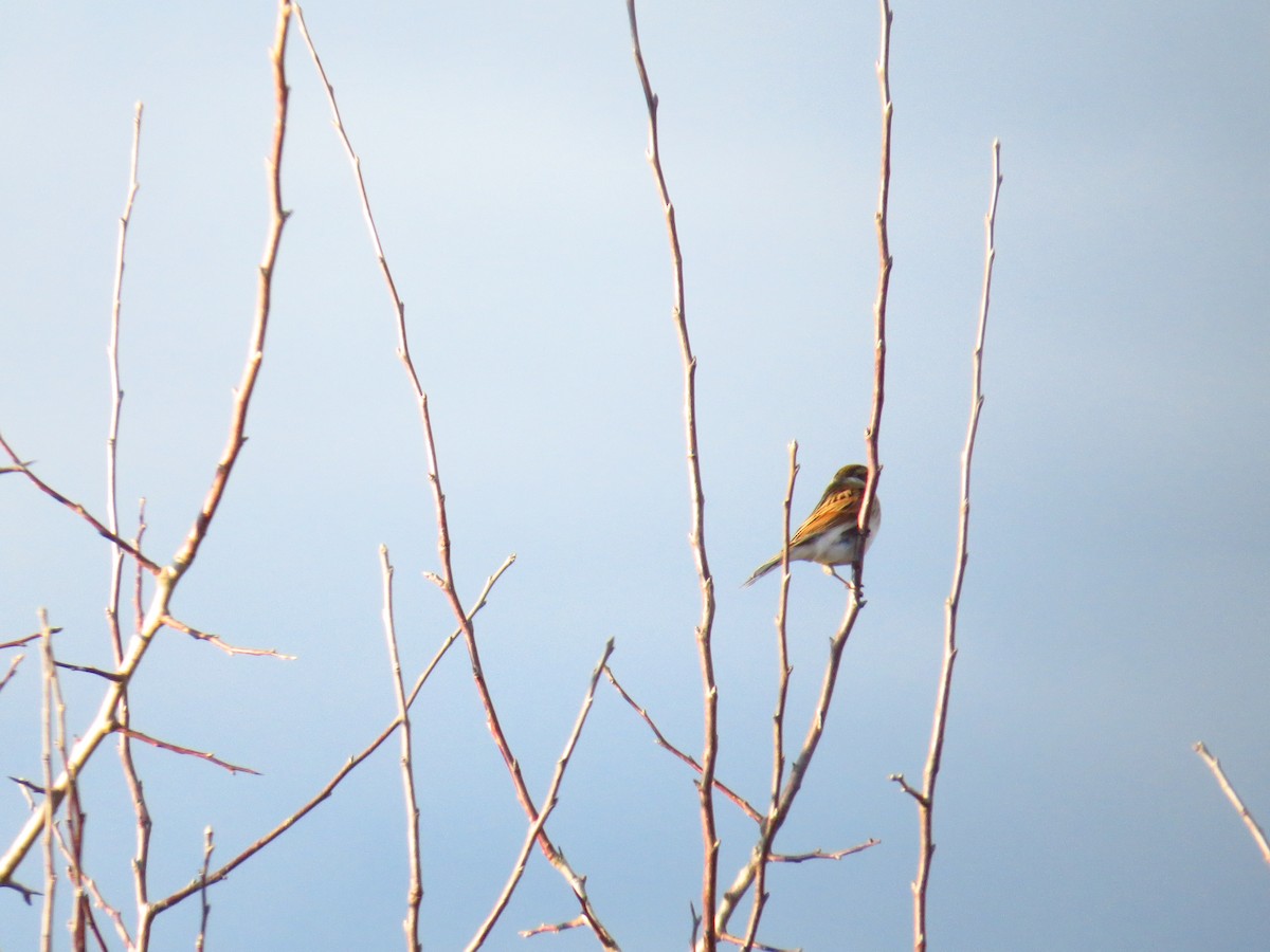 Reed Bunting - ML199099211
