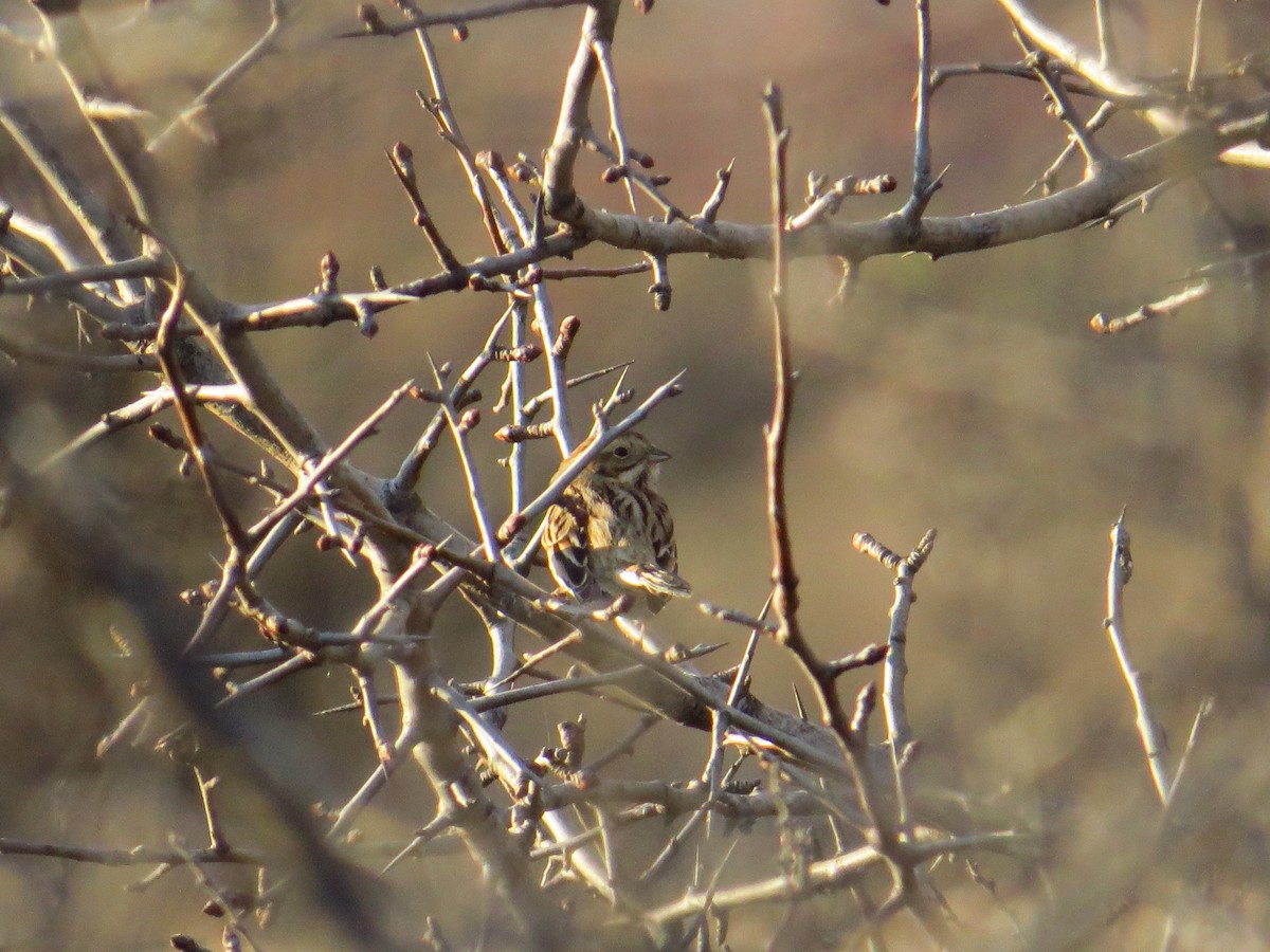 Reed Bunting - ML199099221