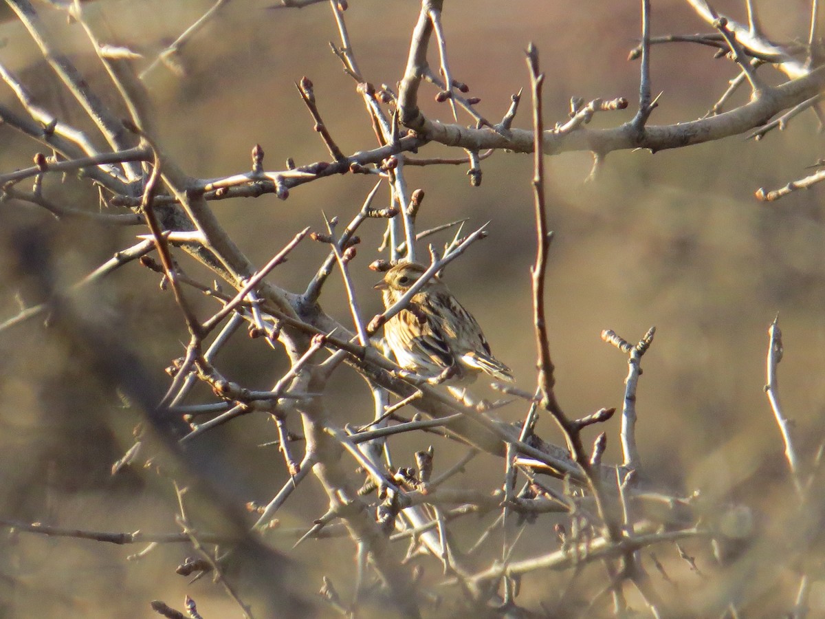 Reed Bunting - ML199099231