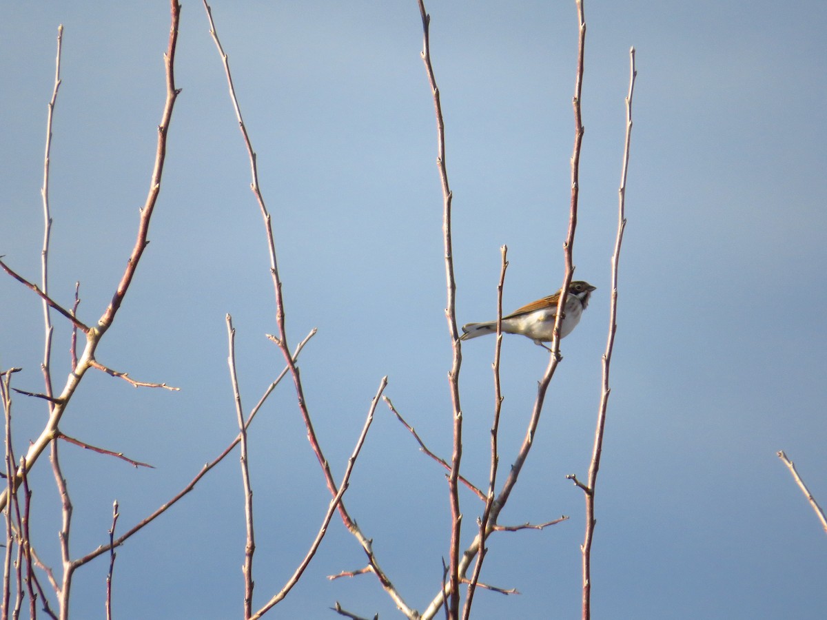 Reed Bunting - ML199099241