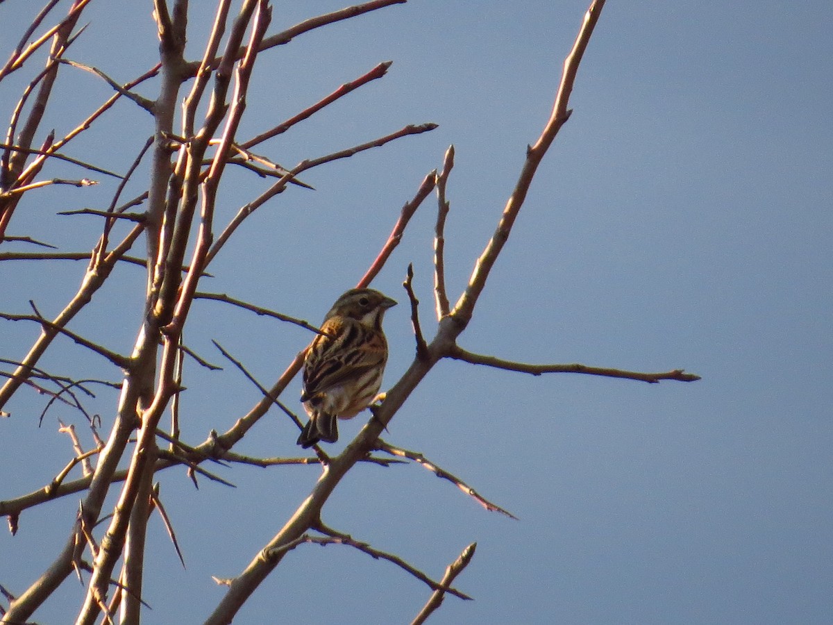 Reed Bunting - ML199099251