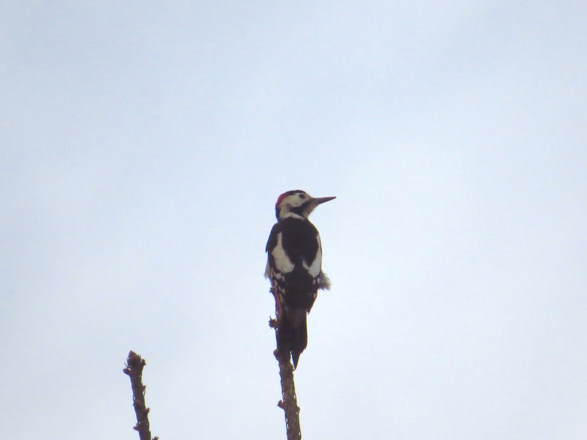 Syrian Woodpecker - ML199099261