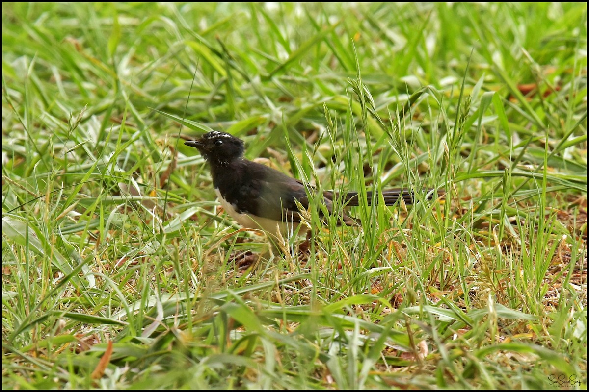 Willie-wagtail - Ashlee Smith