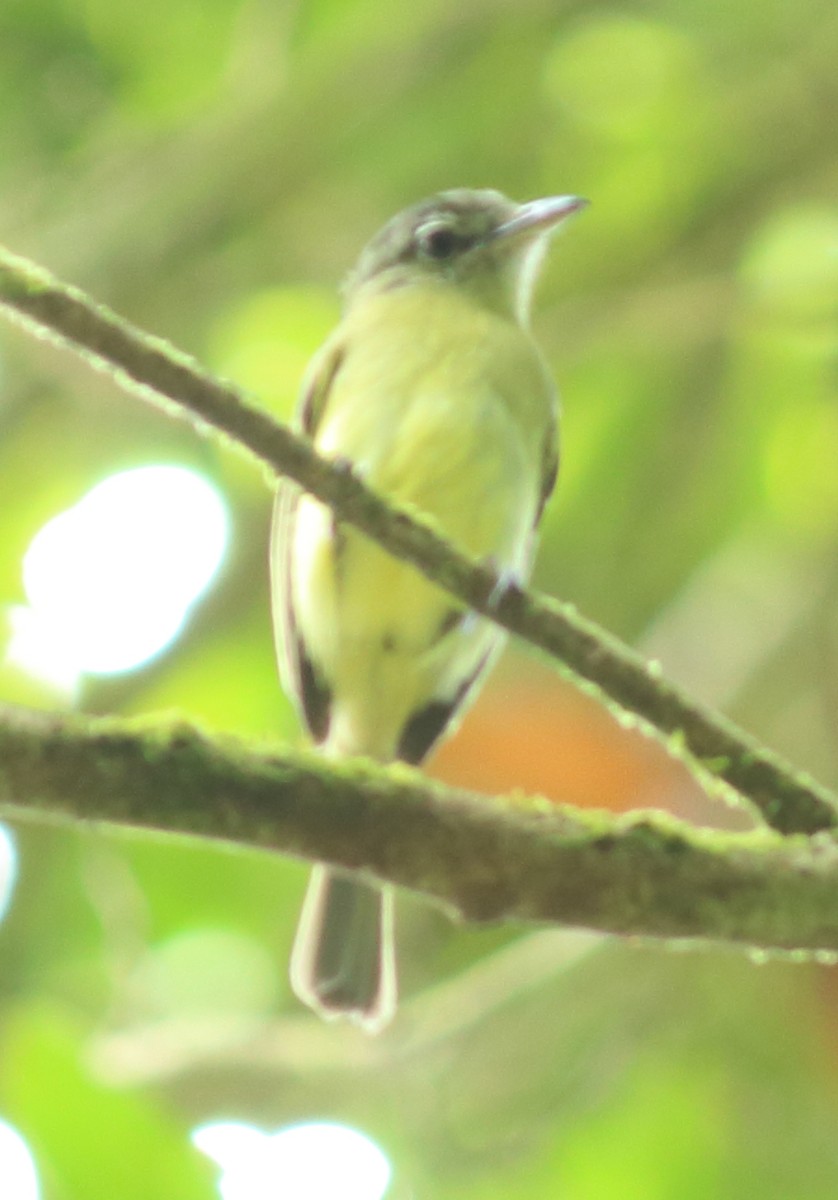 Yellow-olive Flatbill - Feroze Omardeen