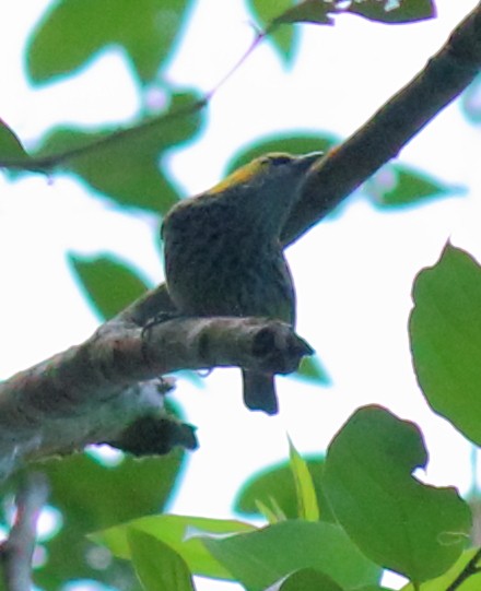 Speckled Tanager - ML199100741