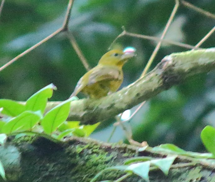 Hepatic Tanager - ML199100761