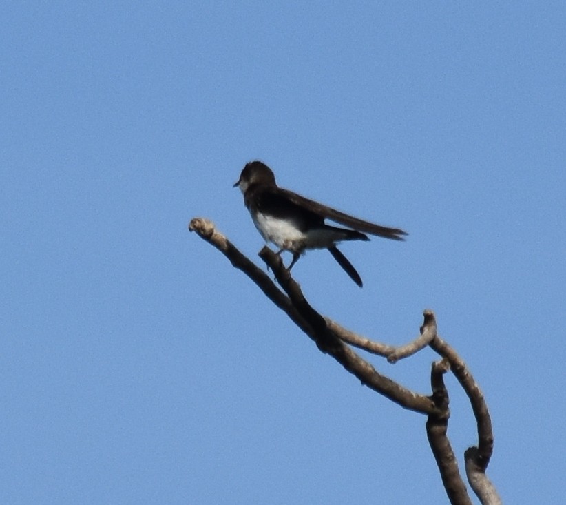 Brown-chested Martin - ML199102941