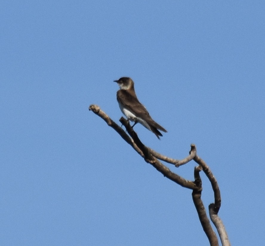 Brown-chested Martin - ML199102971