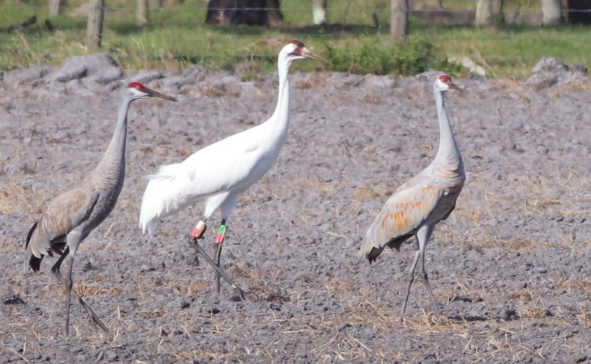 Whooping Crane - ML199106391