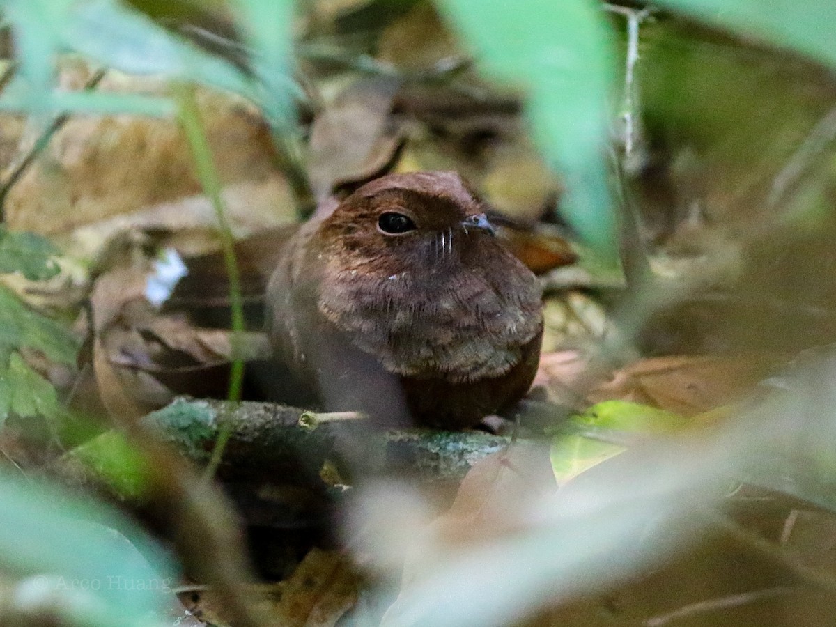 Ocellated Poorwill - ML199106481