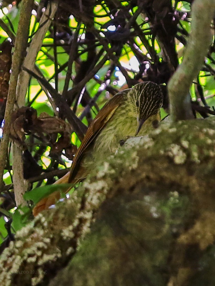 Chestnut-winged Hookbill - Anonymous