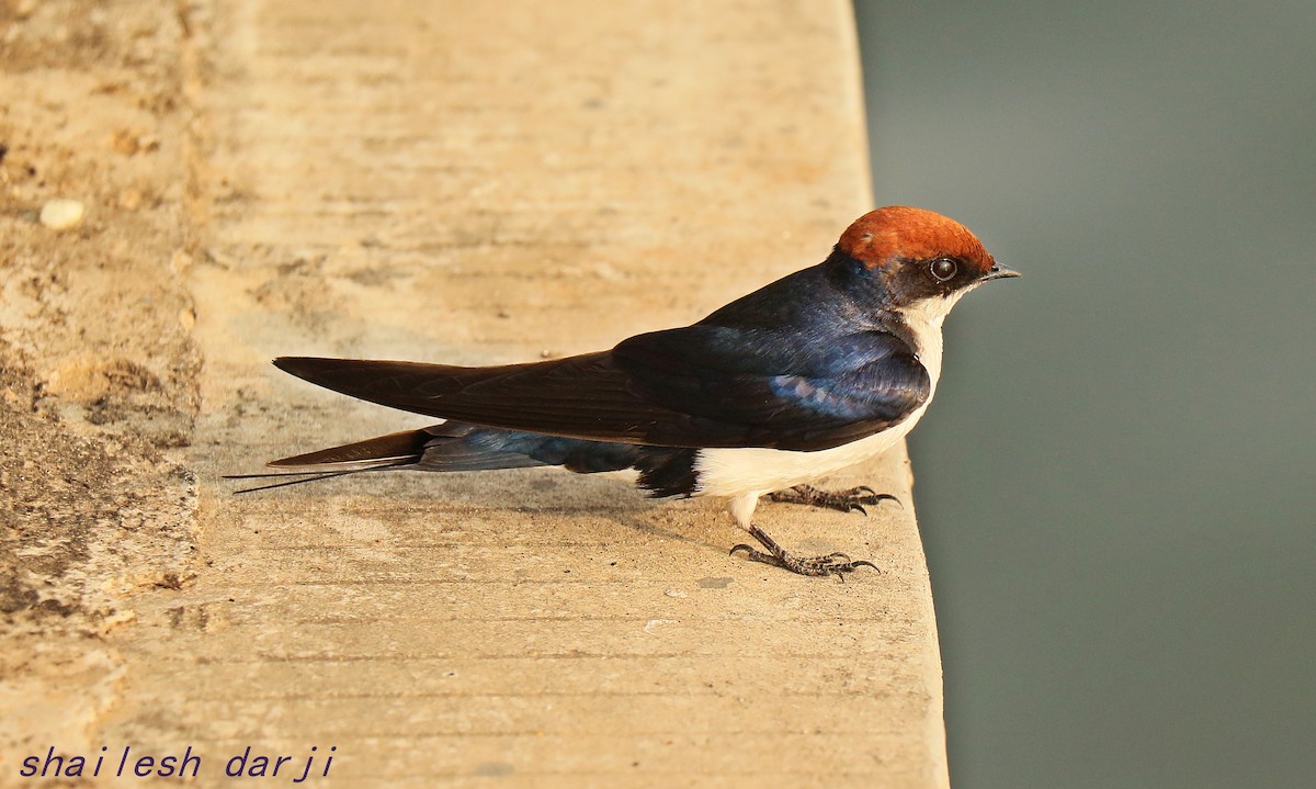 Wire-tailed Swallow - ML199108351