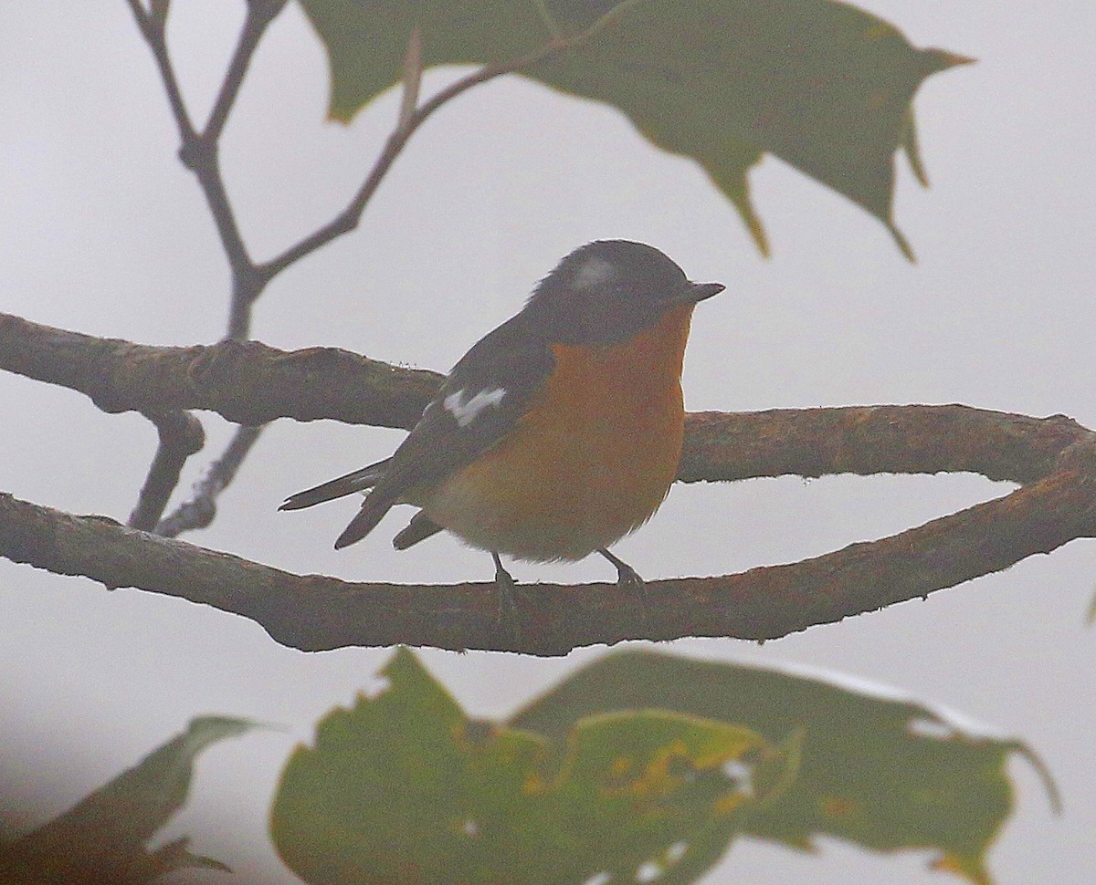 Mugimaki Flycatcher - ML199109091