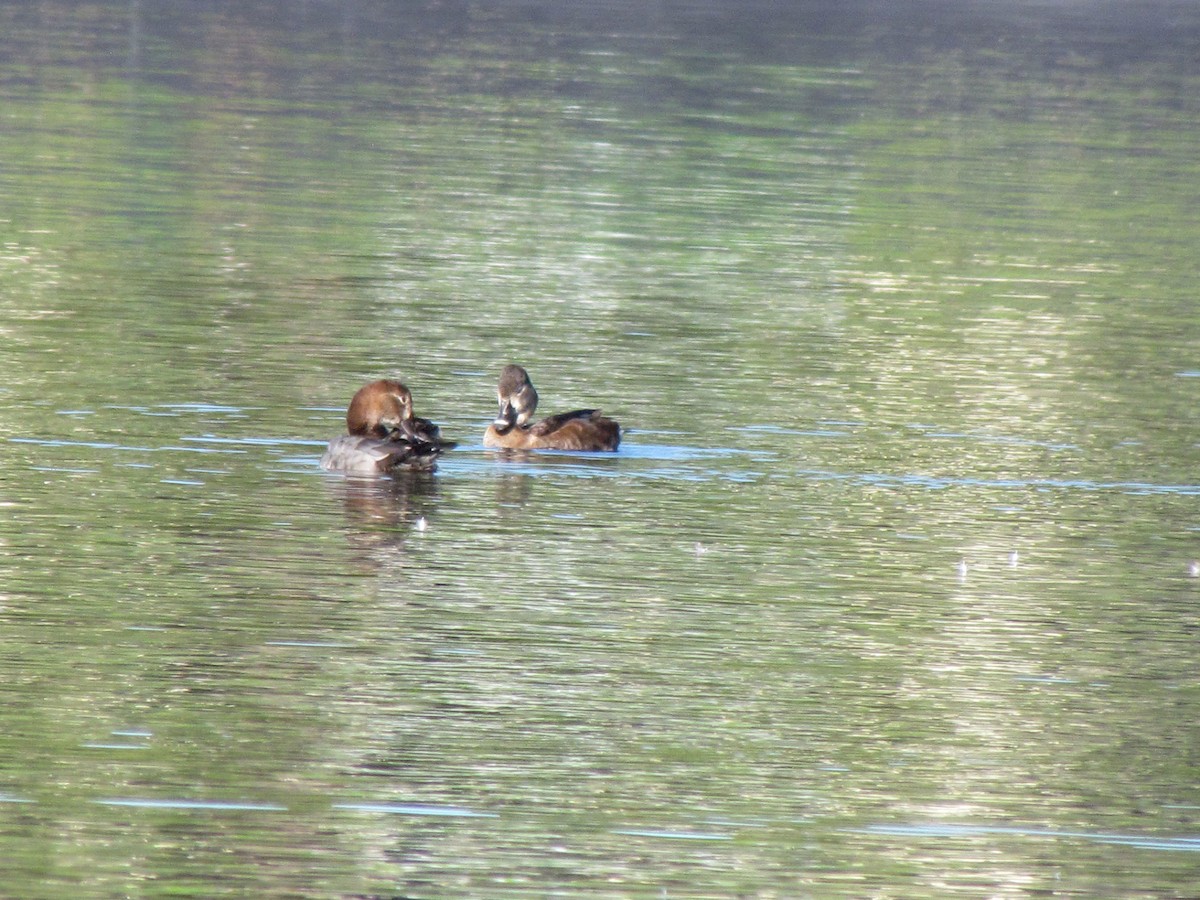 Ring-necked Duck - ML199109291