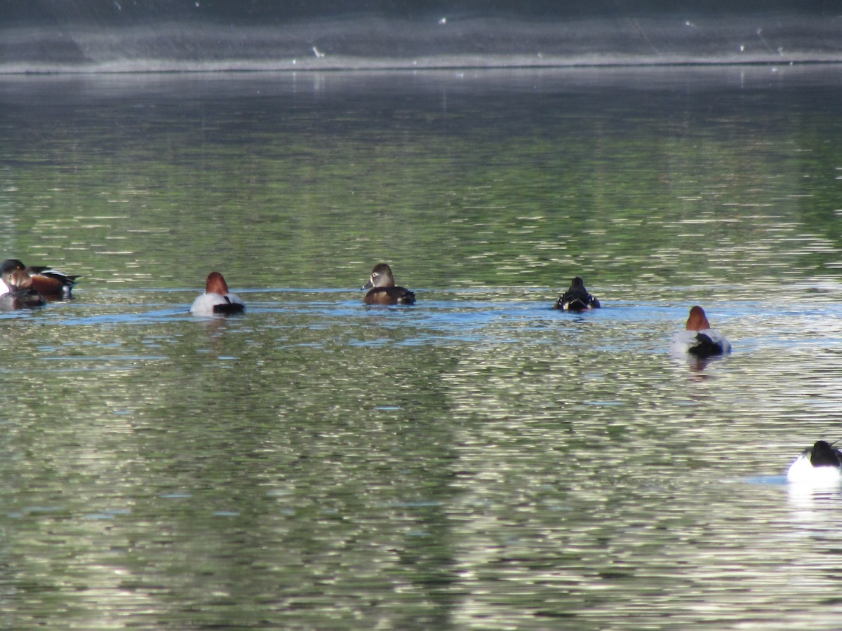 Ring-necked Duck - ML199109381