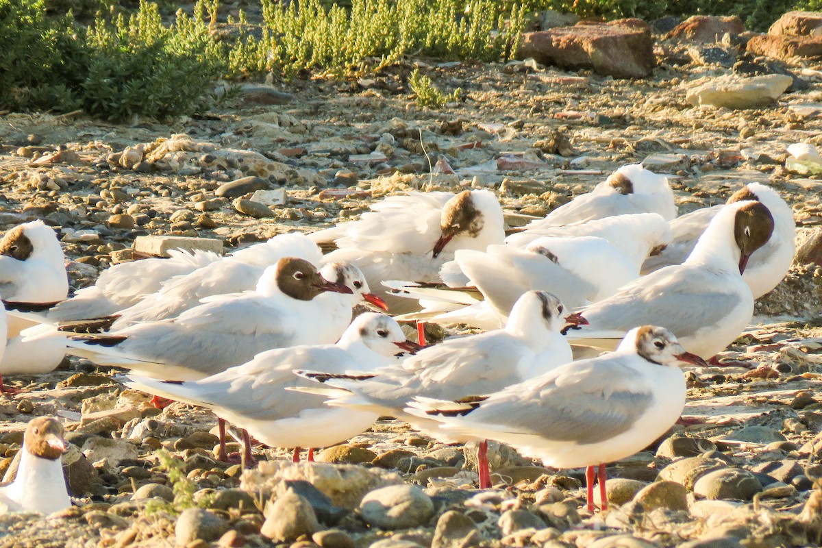 Brown-hooded Gull - ML199113001