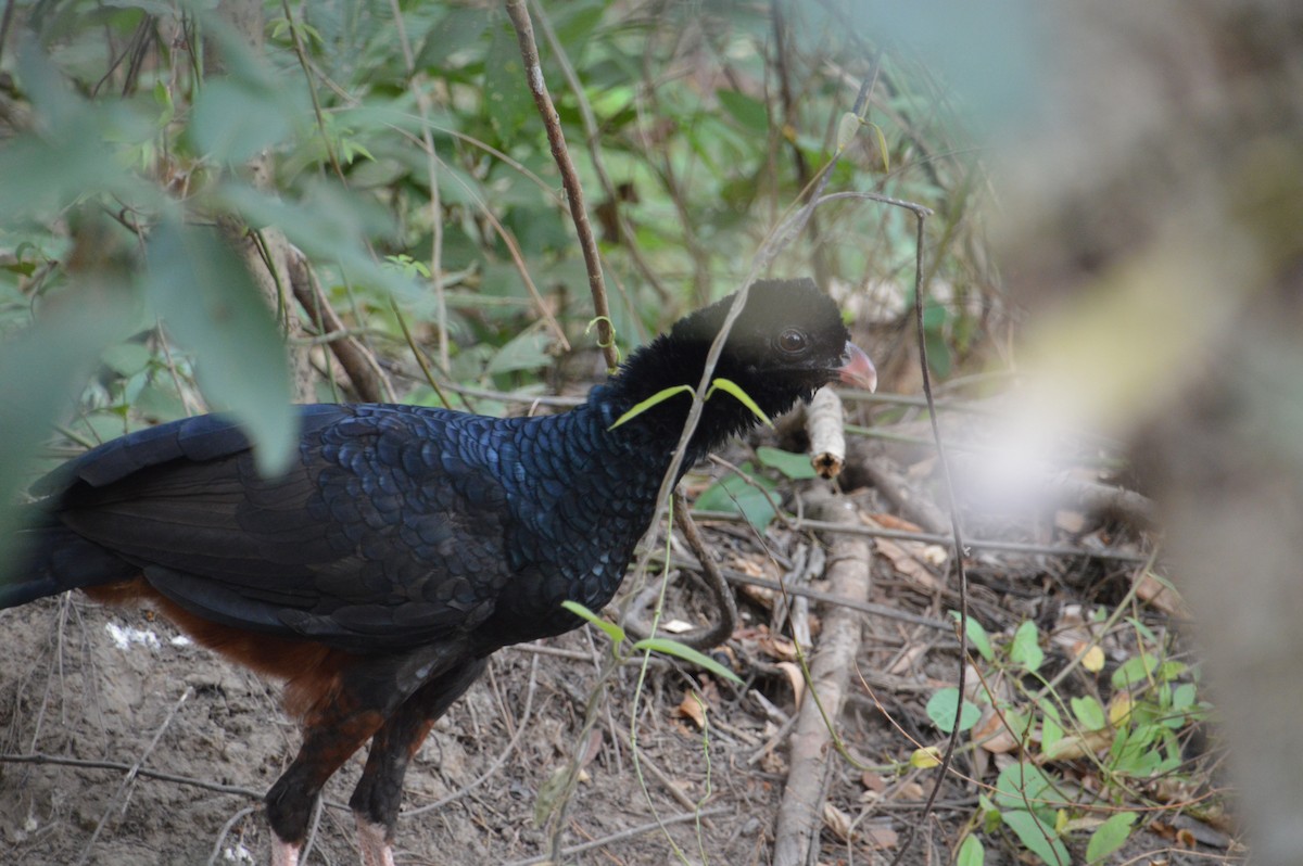 Crestless Curassow - ML199114151