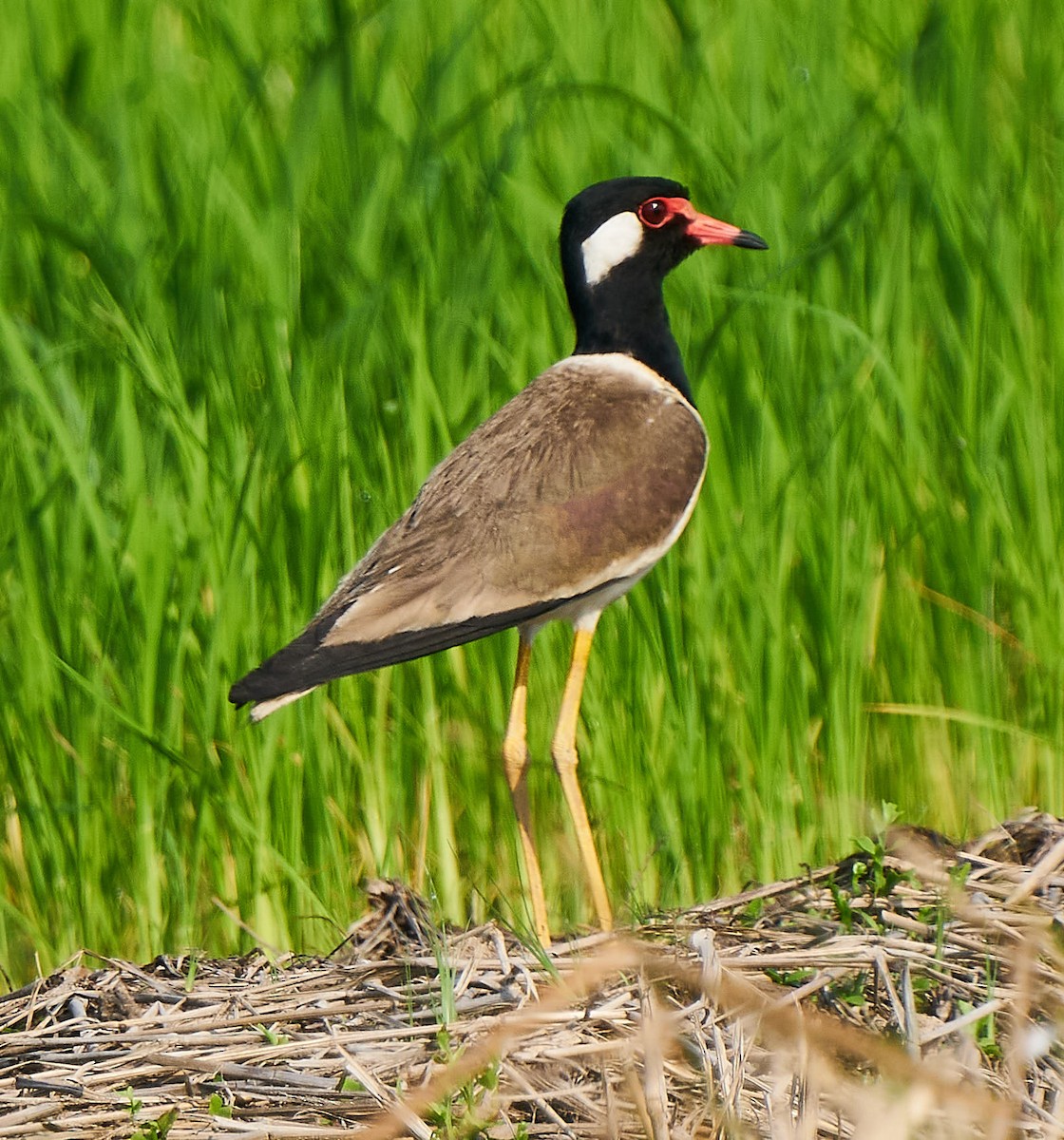 Vanneau indien - ML199114581