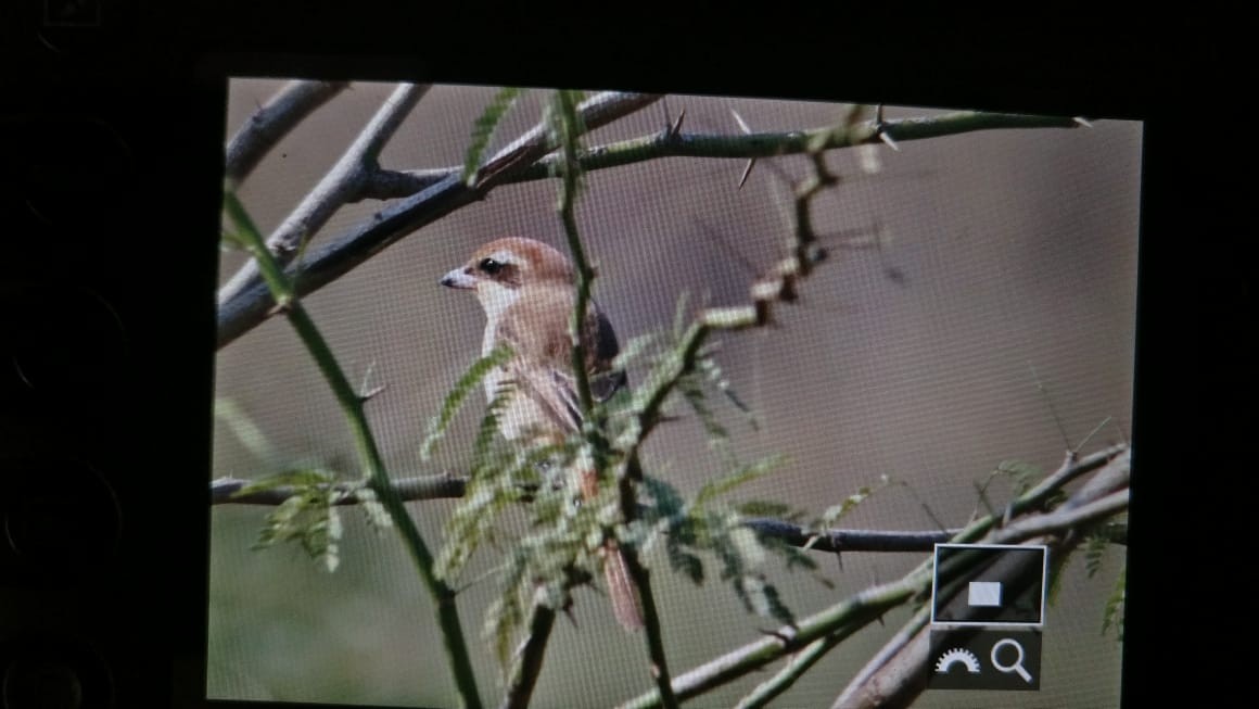 Brown Shrike - Kavi Nanda