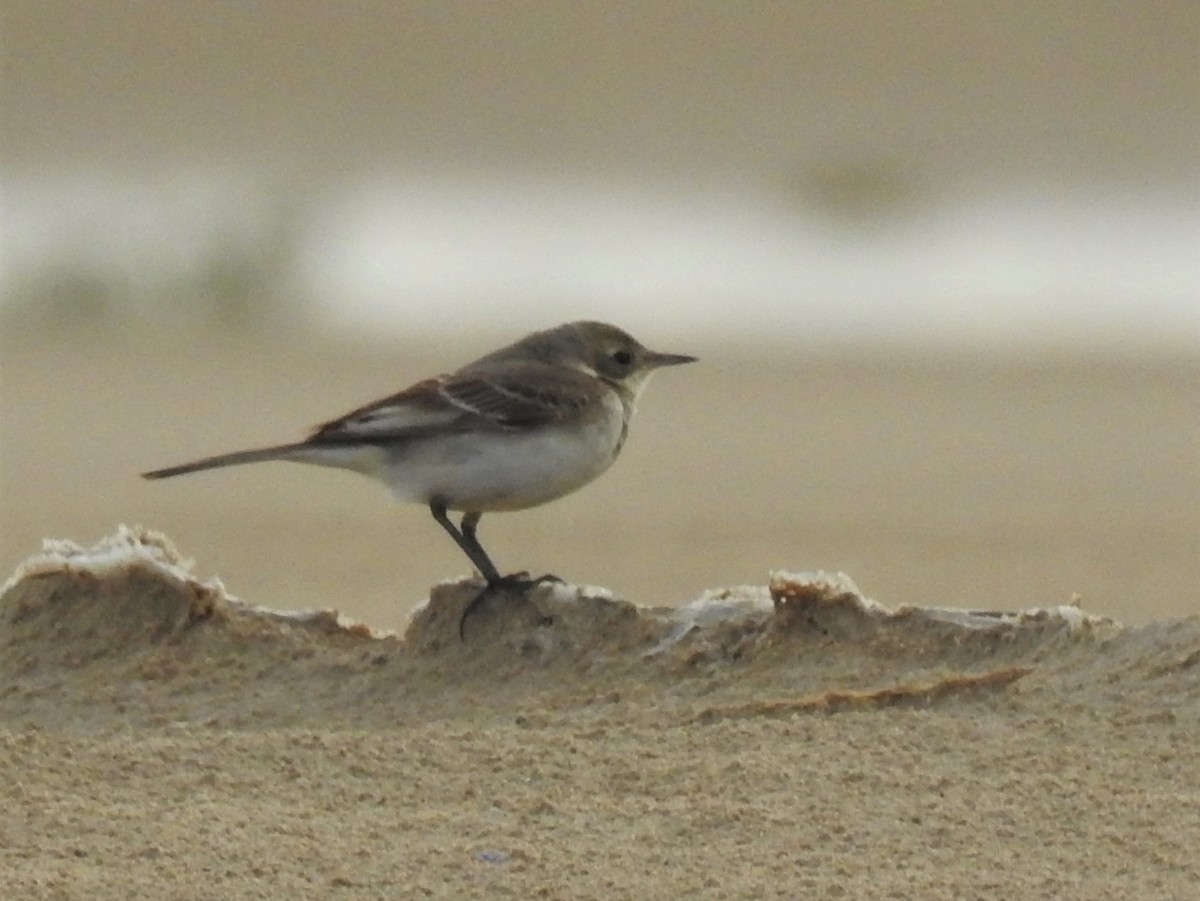 Western Yellow Wagtail (flava/beema) - ML199117181