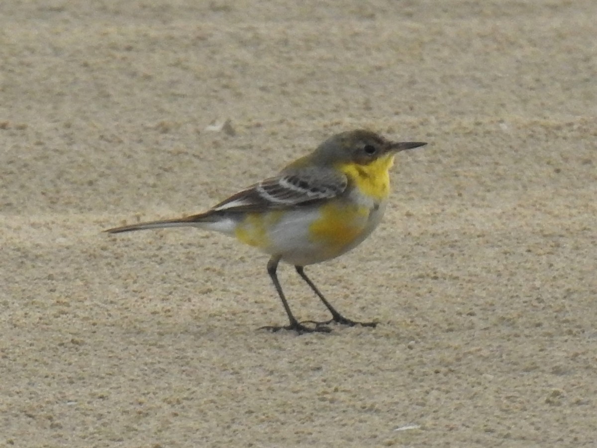 Western Yellow Wagtail (flava/beema) - ML199117221