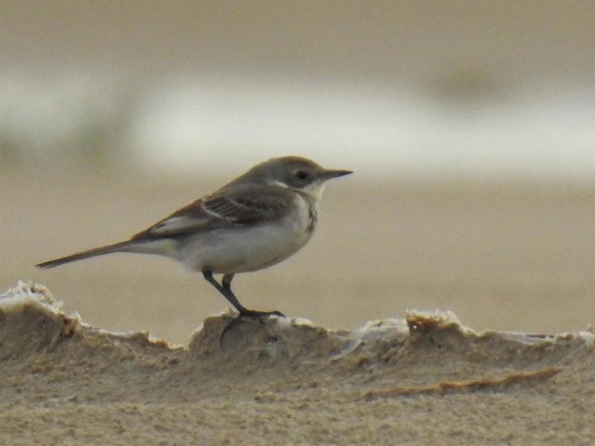 Western Yellow Wagtail (flava/beema) - ML199117241